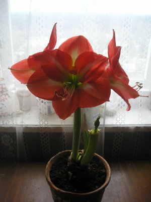 А вот в полный рост.