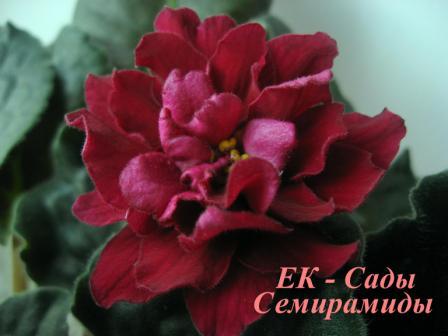 когда полностью цветок распустился-цветонос не відержал,улегся