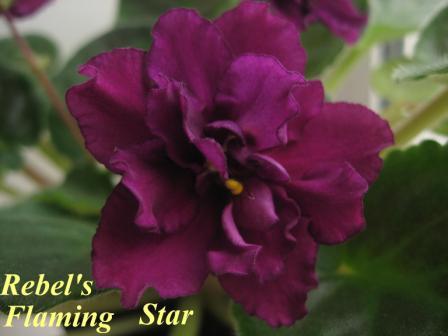 цвет на фото не передается! он ярко-маргацовочно-винный, надо видеть