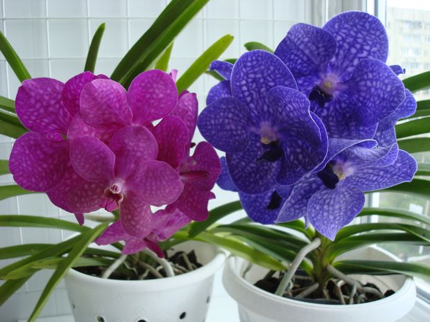 Ascd. Princess Mikassa Pink  V.Pack Chong Blue