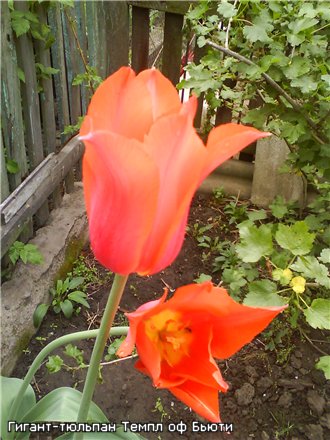 Метровый гигант