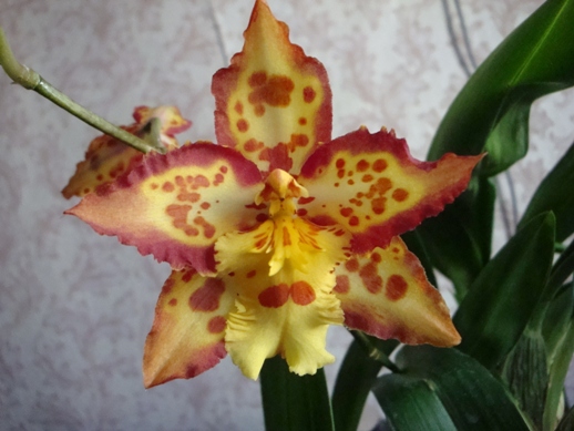 WILSONARA TIGER BREW 2.JPG