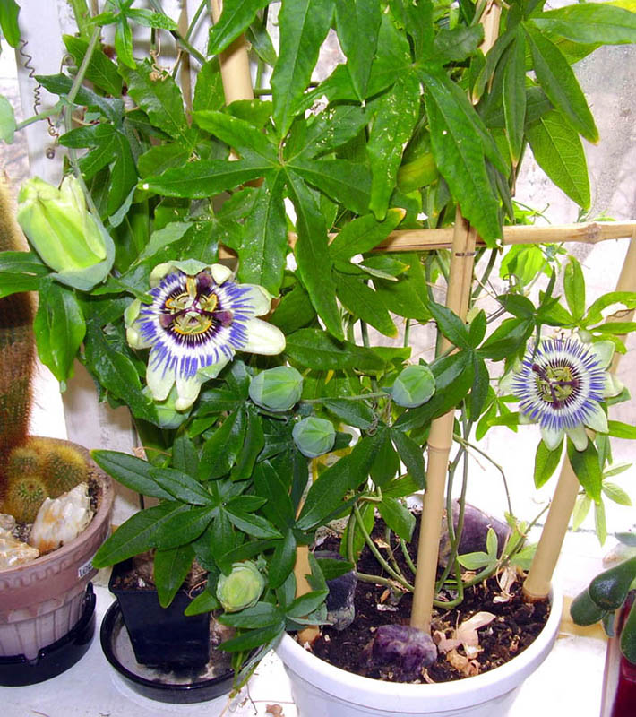 Passiflora caerulea 1.JPG