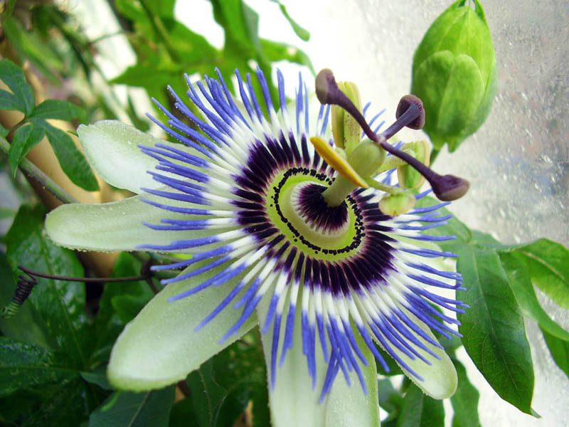 Passiflora caerulea 2.JPG