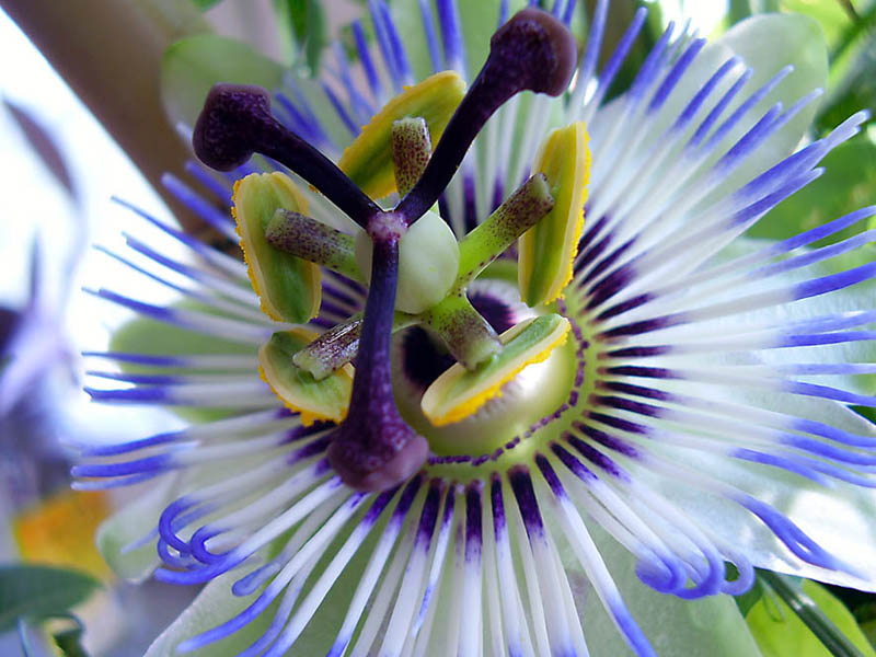Passiflora caerulea 3.JPG