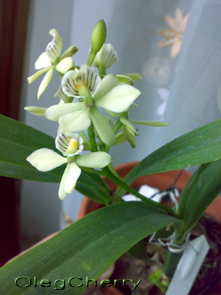 Цвет лепестков желто-салатовый, вообщем симпатичнее, чем на фото.