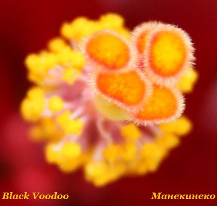 IMG_1166 трон для пчелки.jpg