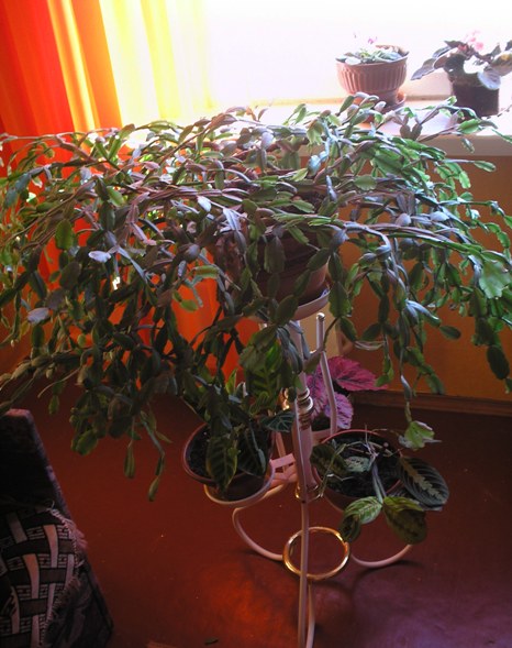 Рождественник. Уже около 10 лет ему. Цветет регулярно и очень обильно