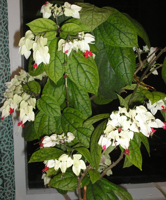 Клеродендрум Томсона