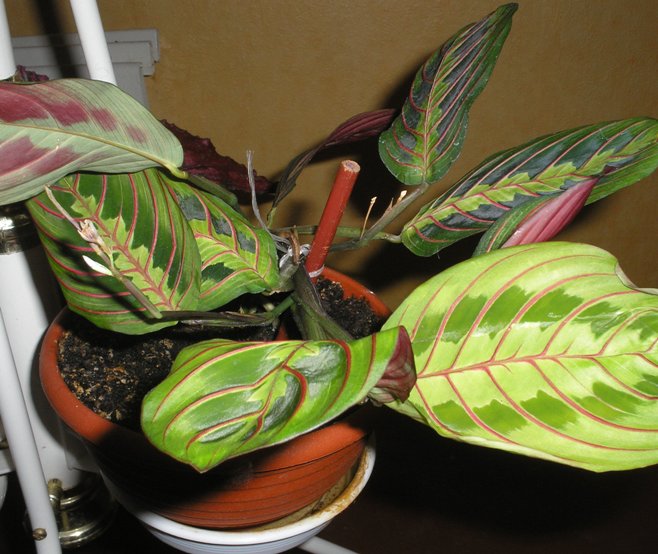 Маранта трехцветная.