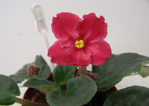 ЕК-Сердце Матери