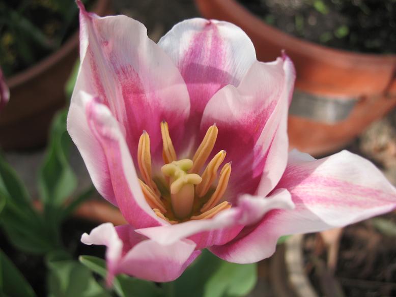 Тюльпан Ballade