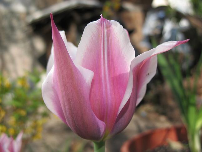 Тюльпан Ballade