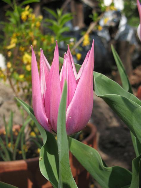 Тюльпан Ballade