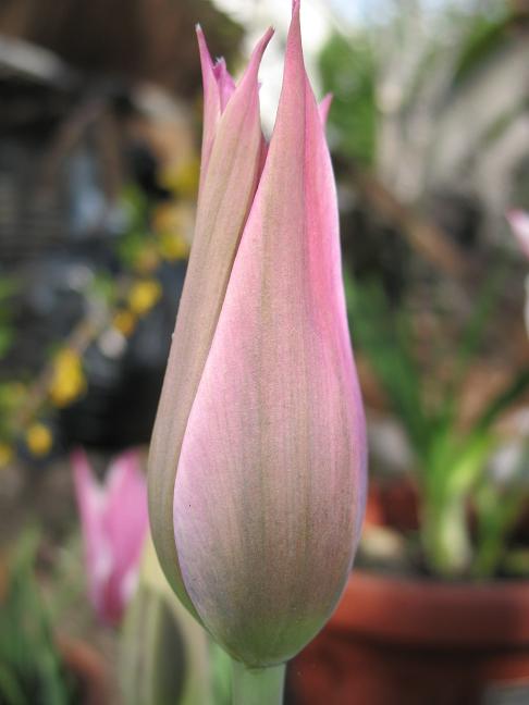 Тюльпан Ballade