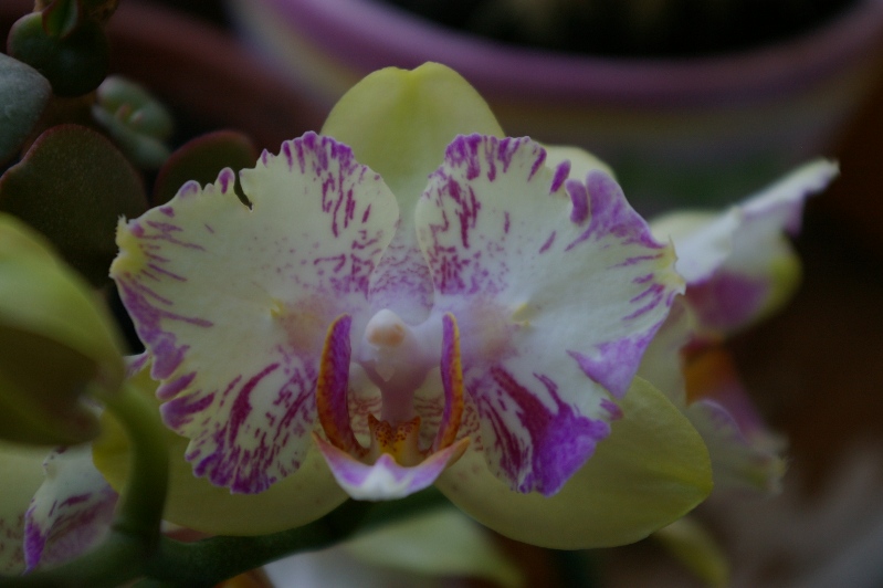 Phalaenopsis hybr.
