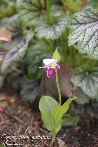 Cypripedium-guttatum2.jpg