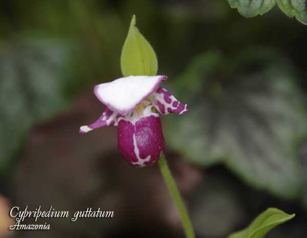 Cypripedium-guttatum3.jpg