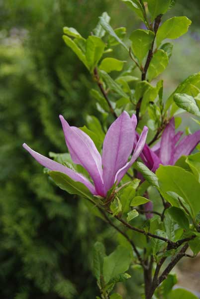 MagnoliaSusan1.jpg