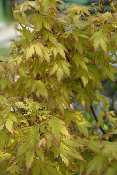 Acer-palmatum1.jpg