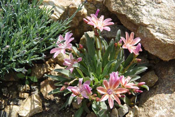 Lewisia-hb2.jpg
