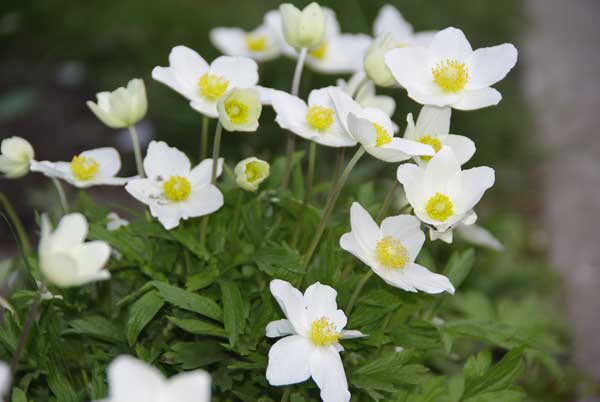 Anemone-sylvestris.jpg