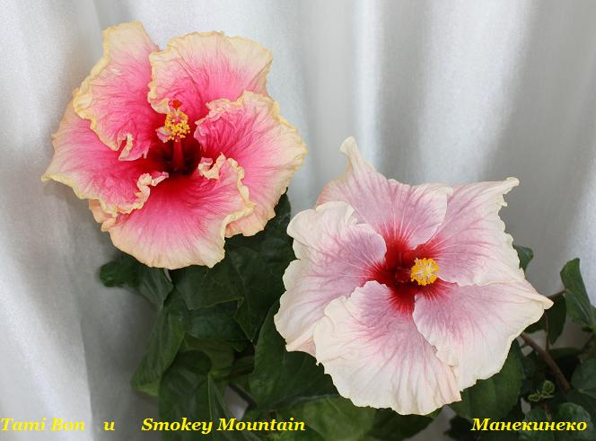 IMG_1411 для фло.jpg