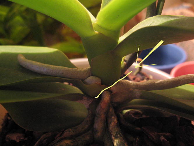 Вот так по полосе и хочу отрезать.