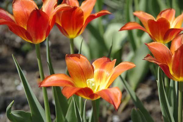 Tulipa1.jpg