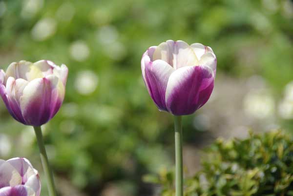 Tulipa2.jpg