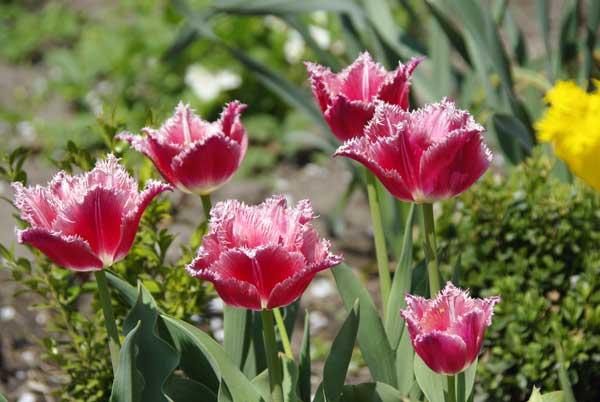 Tulipa3.jpg