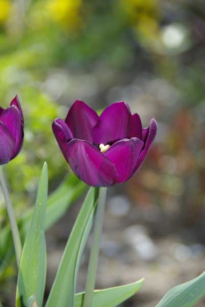 Tulipa5.jpg