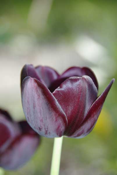 Tulipa6.jpg