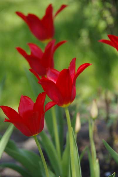 Tulipa7.jpg