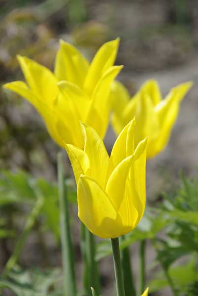 Tulipa8.jpg