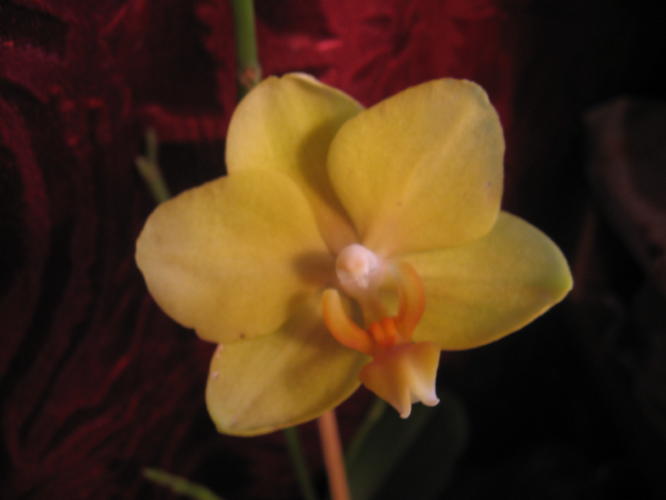 Вот такой на нем единственний цветочек.