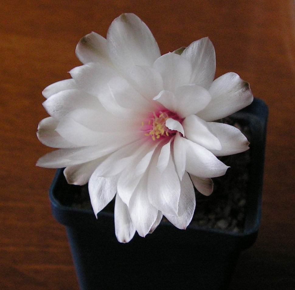 2006_06_29 002_sm1.jpg