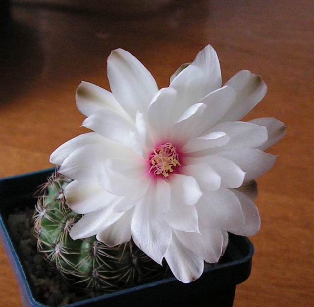 Resize of 2006_06_29 003_sm.jpg