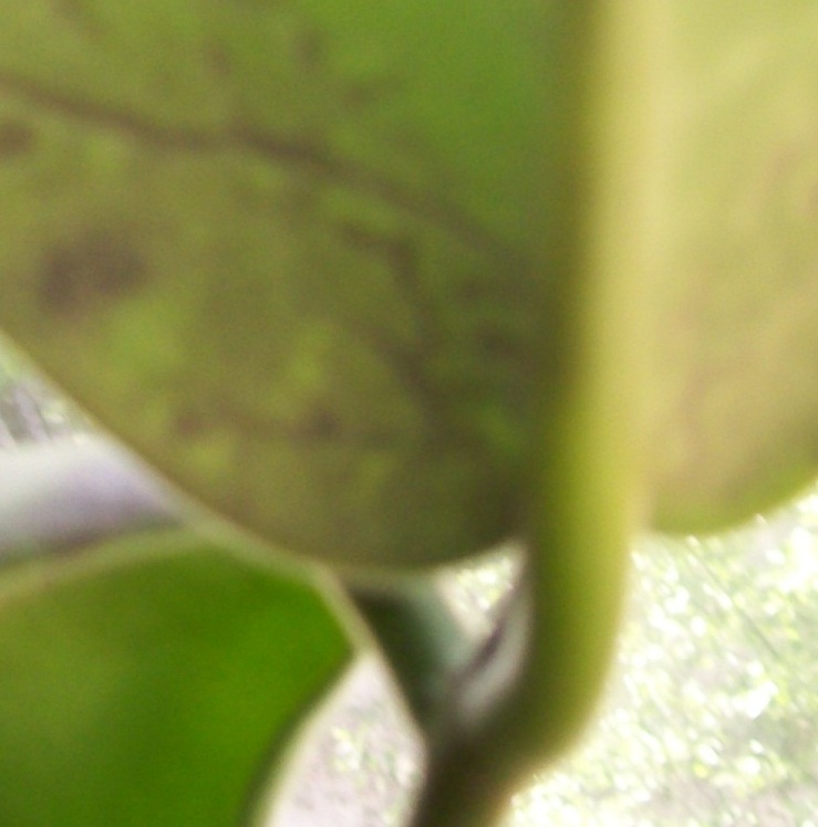 вот такая бяка на листиках