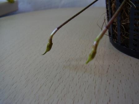 Dracula mopsus сладкое ожидание.....