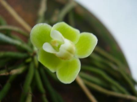 Chilochista usnoides