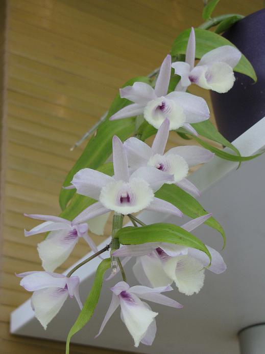 Дендробиум пиерарди