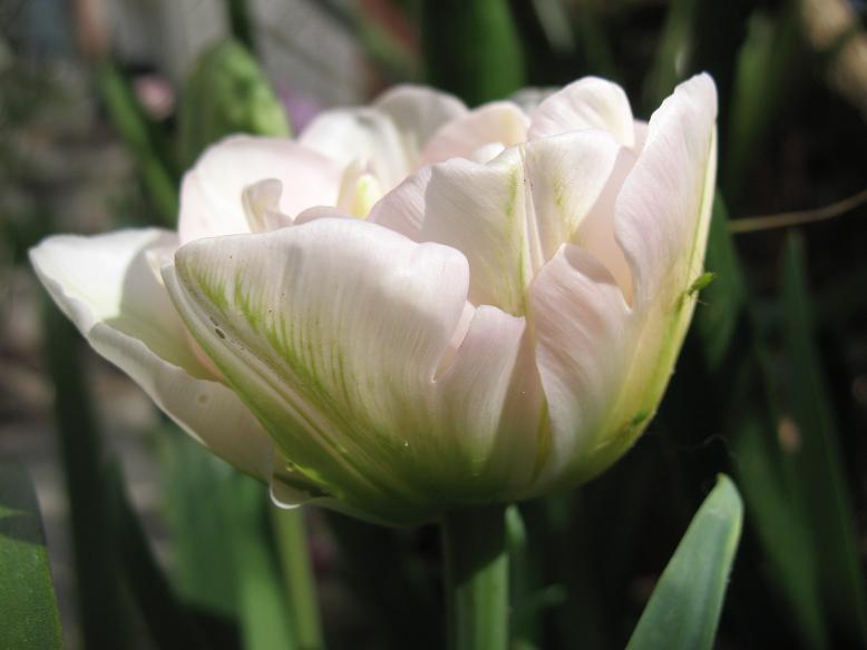 Тюльпан Mount Tacoma