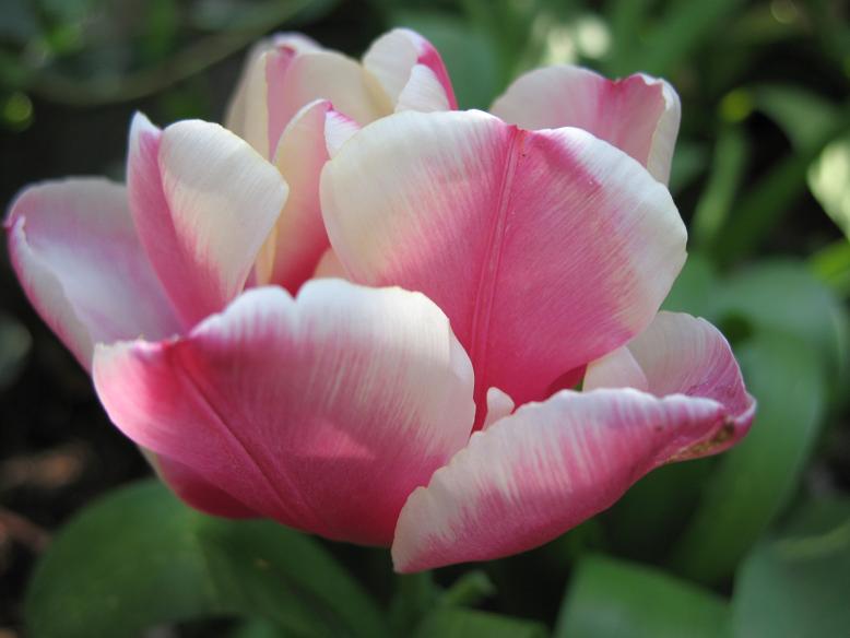 Тюльпан  Peach Blossom