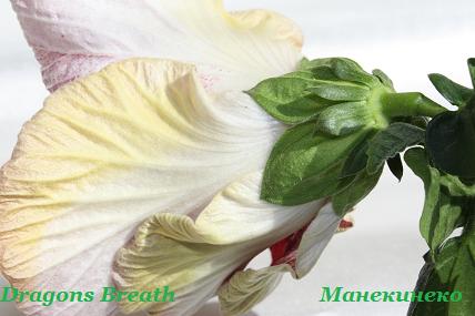 IMG_1441 1  160509.jpg