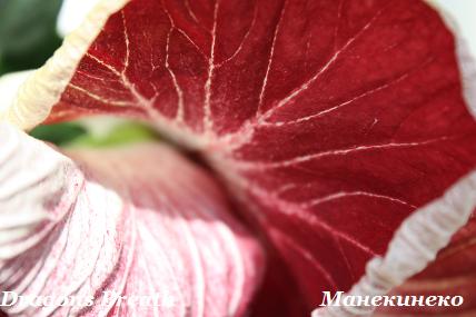 IMG_1435 2 160509.jpg