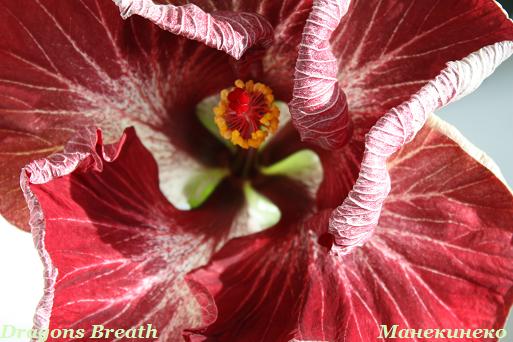 IMG_1486 3 160509.jpg