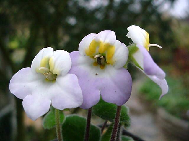 Petrocosmea formosa.jpeg