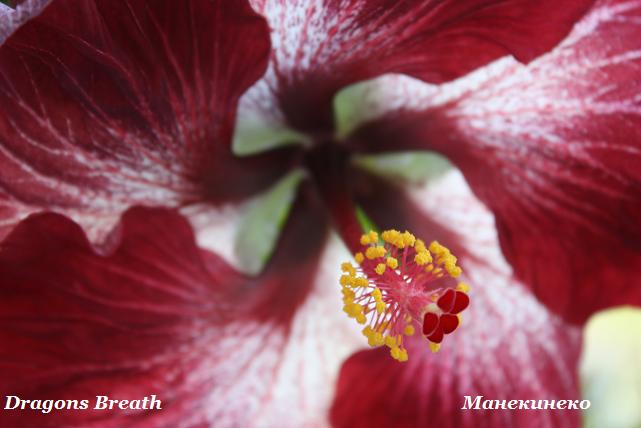 IMG_1512 5 160509.jpg