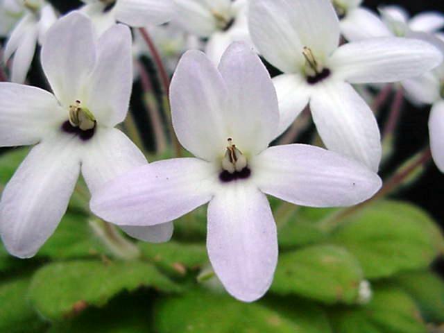 Petrocosmea-duclouxii.jpeg